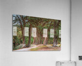 Cypress Path Acrylic Print