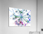 Abstract Colourful Angelica in the Morning Acrylic Print