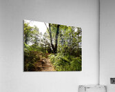 Sunlight on the Path in the Scottish Highlands Acrylic Print