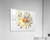 Abstract Calming Daisy Flower Acrylic Print