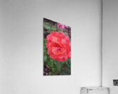 received 1596883514545421 Acrylic Print