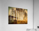 Sunset Through the Birches Acrylic Print