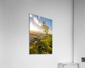 Scenic sunset over a rock ledge Wackerstein in the Swabian Alps in Southern Germany Acrylic Print