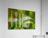 Closeup macro shot of fresh glittering dewdrops on green blade of grass Acrylic Print