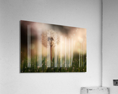 Dandelion Acrylic Print