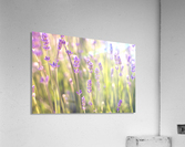 Lavender in Light Acrylic Print