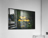 Yellow Coneflower Trio  Acrylic Print