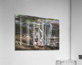 Curious Squirrel  Acrylic Print