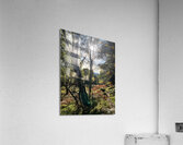Forest Autumnal Sunlight in the Scottish Highlands Acrylic Print
