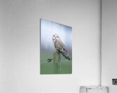 Barn owls Acrylic Print