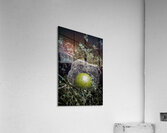 Fallen Tomatillo Acrylic Print