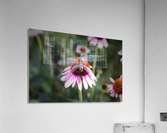 Dragonfly on a Coneflower utah United States Acrylic Print