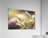 Ethereal Grass Acrylic Print