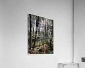Autumnal Forest View in the Scottish Highlands Acrylic Print