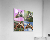 4 Giraffes  Acrylic Print