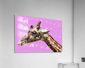PinkGiraffe Acrylic Print