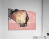 Horse with Pink Acrylic Print