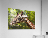 Giraffe with Palms Acrylic Print