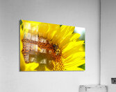 Natures Harmony  Acrylic Print