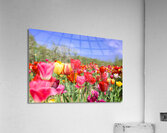 Tulip Dreamscape  Acrylic Print