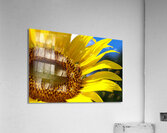C5E97E83 52FF 4CFE B8DE 96A9A28DD3E3  Acrylic Print
