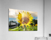 7B1793E9 D3E2 4C90 B992 E19E216B249B  Acrylic Print