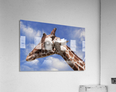 Giraffe & Sky Acrylic Print