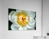 Classic White Peony  Acrylic Print