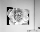 Classic White Peony Black And White  Acrylic Print