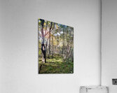 Autumn Arrives in the Forest of the Scottish Highlands Acrylic Print