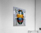 Beetle Acrylic Print