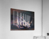 Rhino Acrylic Print