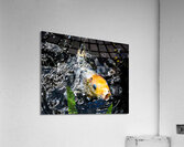 Z72 1016 Acrylic Print