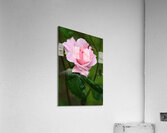 Z72 0322 Acrylic Print