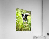 IMG 2439 Acrylic Print