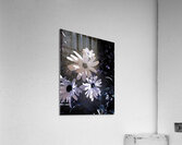 Abstract White Daises Acrylic Print