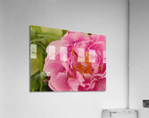 Pink Double Tulip Acrylic Print