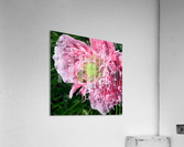 Poppy Peony with Bee Acrylic Print