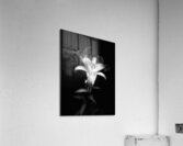Lily Flower in the Darkness Acrylic Print