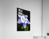Blue Columbine Rocky Mountain National Park X 4 Acrylic Print