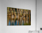 Reflections In The Amazon Acrylic Print