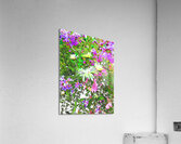 Vibrant Cottage Garden Flowers Acrylic Print