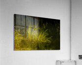 Marsh Grass Evening  Reflections Acrylic Print