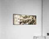 Japanese dragons emerging from clouds Acrylic Print