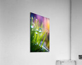 Jewels on Grass 3 Acrylic Print