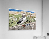 Atlantic Puffin Guarding Its Nest on a Rocky Island in Maine - Illus.  Acrylic Print