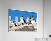Three Atlantic Puffins Guarding Their Nesting Area - Illus.  Acrylic Print