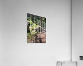 Scenes from the Trail - Sunlight Forest Trail  Acrylic Print