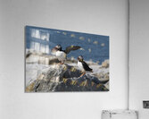 Atlantic Puffin Spreads Wings to Protect Nest With Mate On Island Off Maine Coast  Acrylic Print