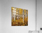 Blanche foret Acrylic Print